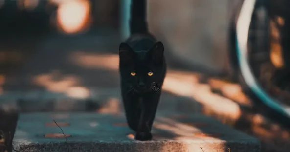Finto autovelox con gatto nero nel pavese